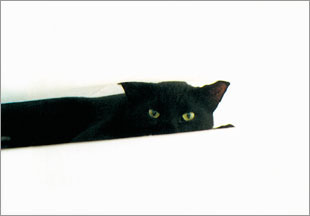 kat