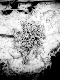 mop